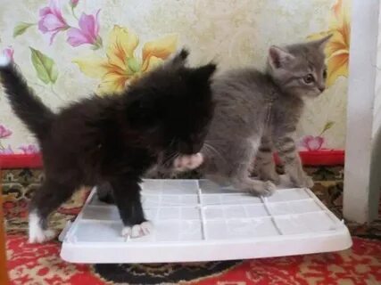 Котята в мурманске в добрые