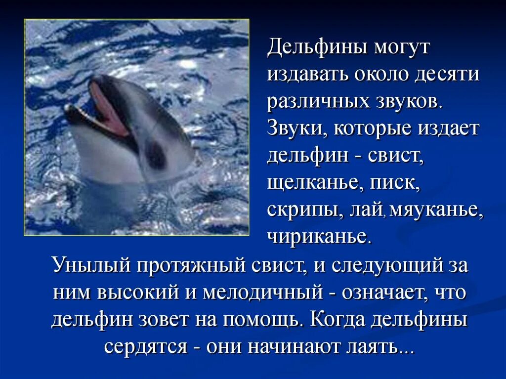Звук в слове дельфины. Доклад про дельфинов. Сообщение о дельфине. Сообщение о дельфинах. Рассказ о дельфинах.