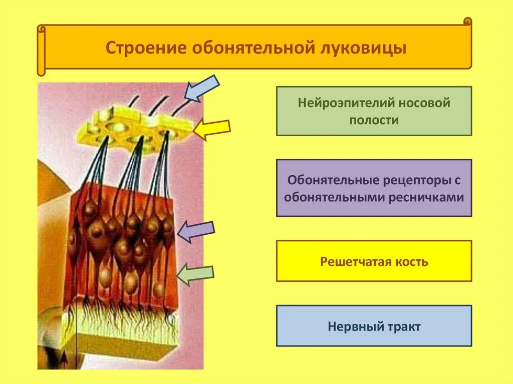 6 Слоев обонятельной луковицы. Схема строения обонятельной луковицы. Обонятельная луковица анатомия слои. Обонятельные рецепторы и обонятельные луковицы.