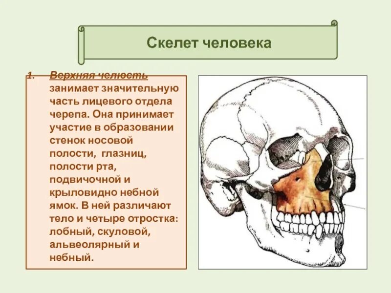 Лицевой отдел черепа верхняя челюсть.