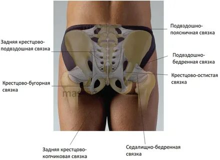 Пояснично крестцовый сустав