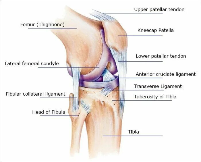 Схема строения коленного сустава человека. Схема сухожилий коленного сустава. Строение коленного сустава и связок. Строение коленного сустава человека анатомия.