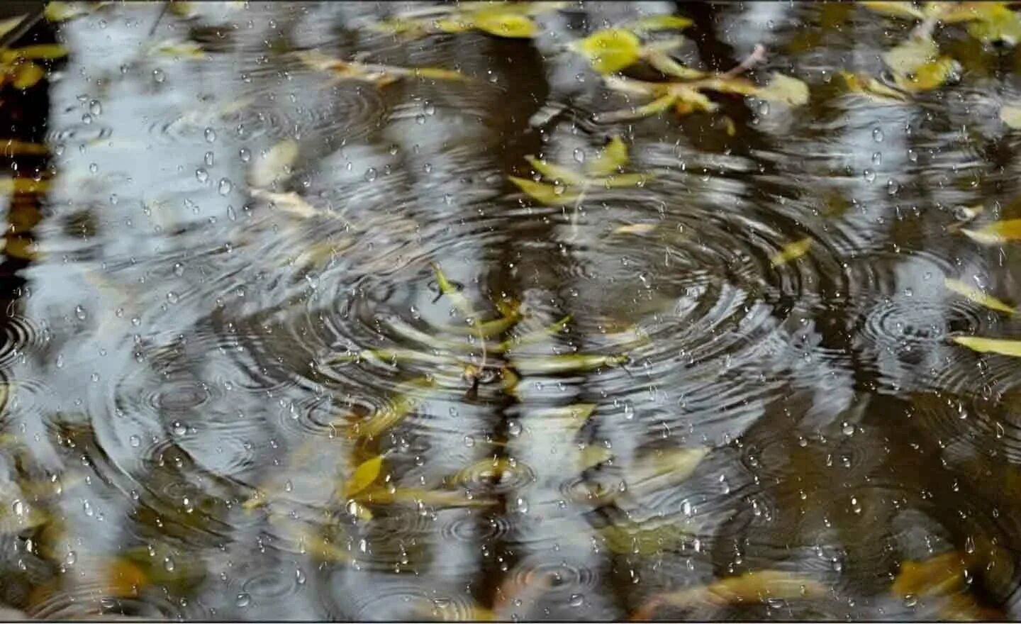 Везде лужи воды. Дождь лужи. Капли дождя в луже. Дождик на луже. Капли на луже.