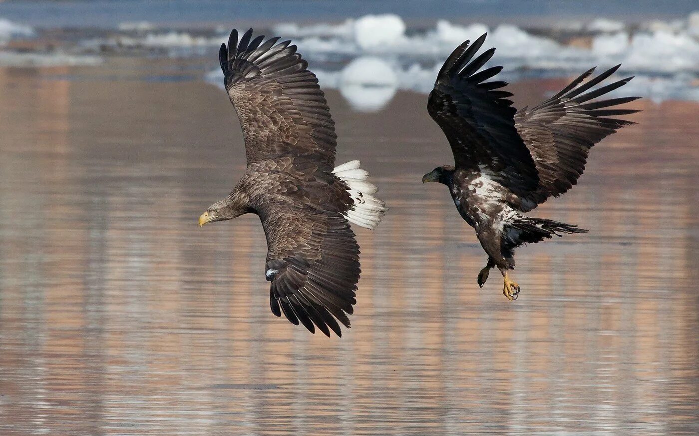 орлан-белохвост. орлан белохвостый в байкале. орлан белохвост астрахань. орлан белохвост и орел. белохвостый орлан казахстан.