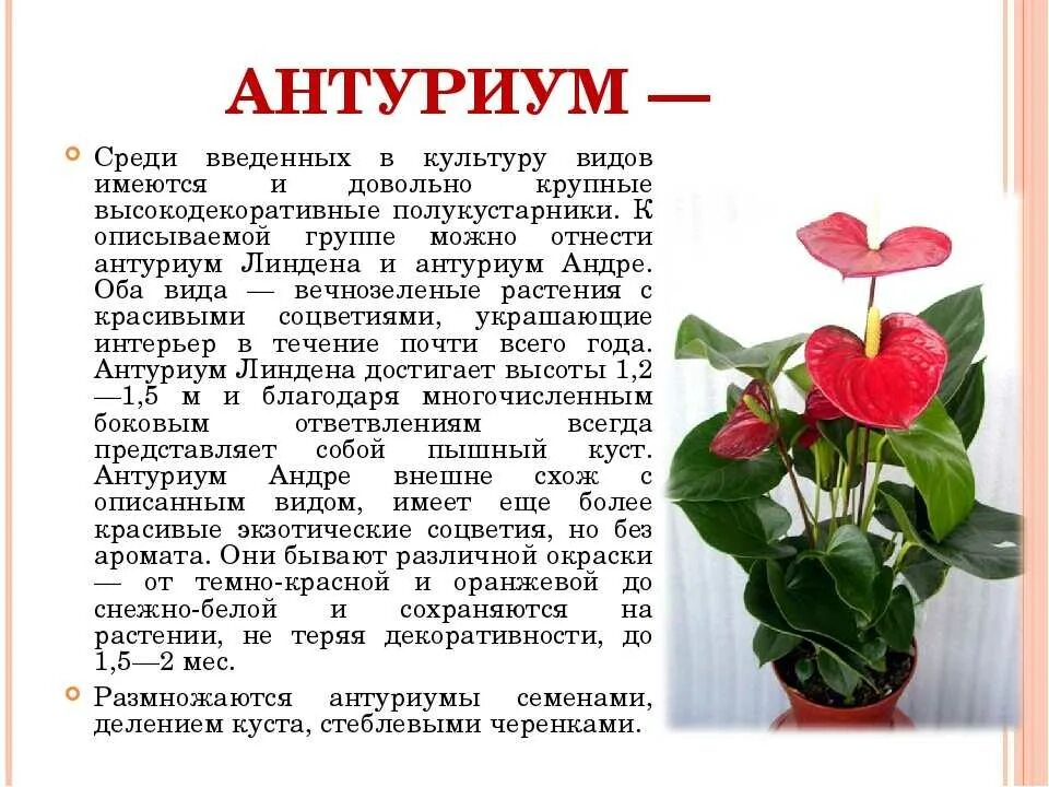 Комнатные цветы Антуриум. Антуриум цветок комнатный описание. Красный Антуриум цветок. Антуриум цветок описание.