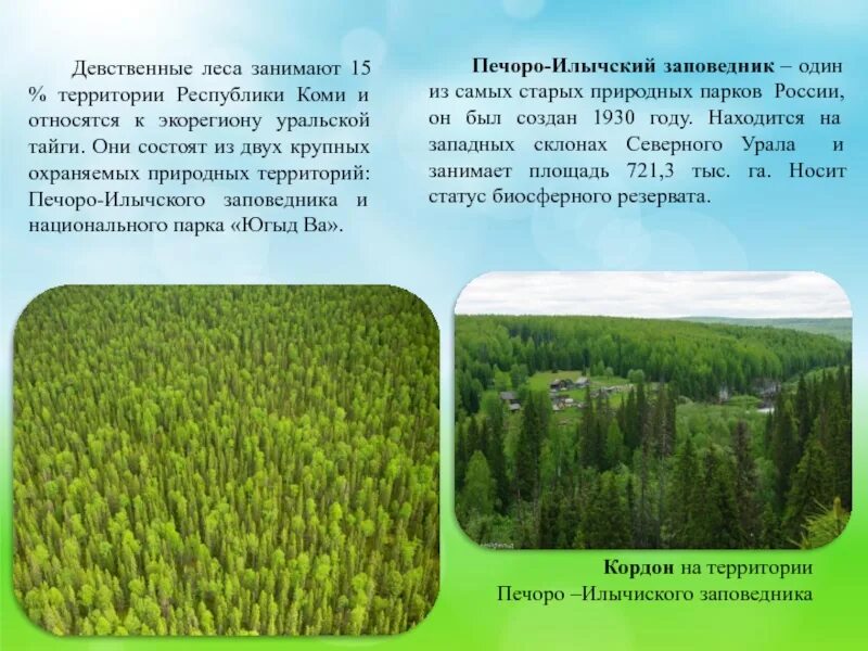 Богатство республики коми. Печоро Илычский заповедник Республики Коми. Леса Коми заповедник. Девственные леса Республики Коми. Леса Печоро Илычского заповедника.