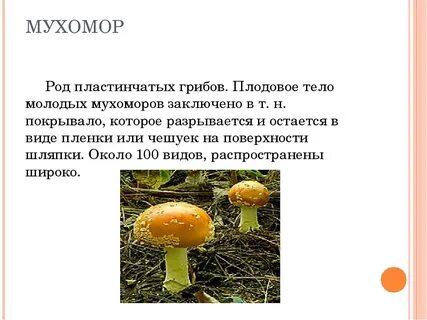 Ядовитые грибы обж 8 класс