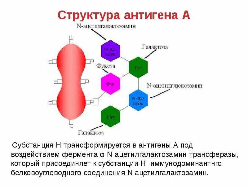 Структура антигена