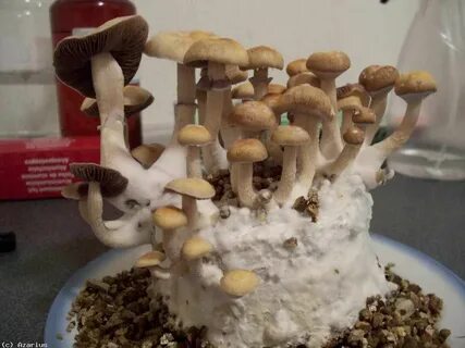 Golden teacher