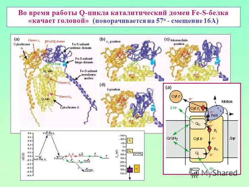 Пероксиредоксина 6. Работа q цикла. Работа q цикла. Механизм q циклов. Физиология растений изучает.
