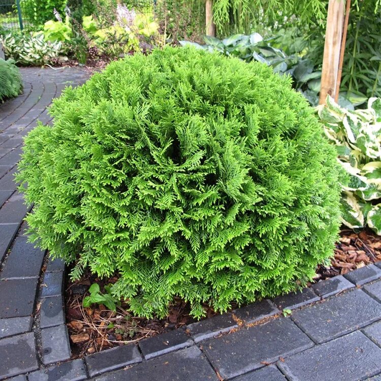 Туя глобоза даника. Туя западная даника. Даника описание и фото. Туя даника. Туя западная шаровидная даника.