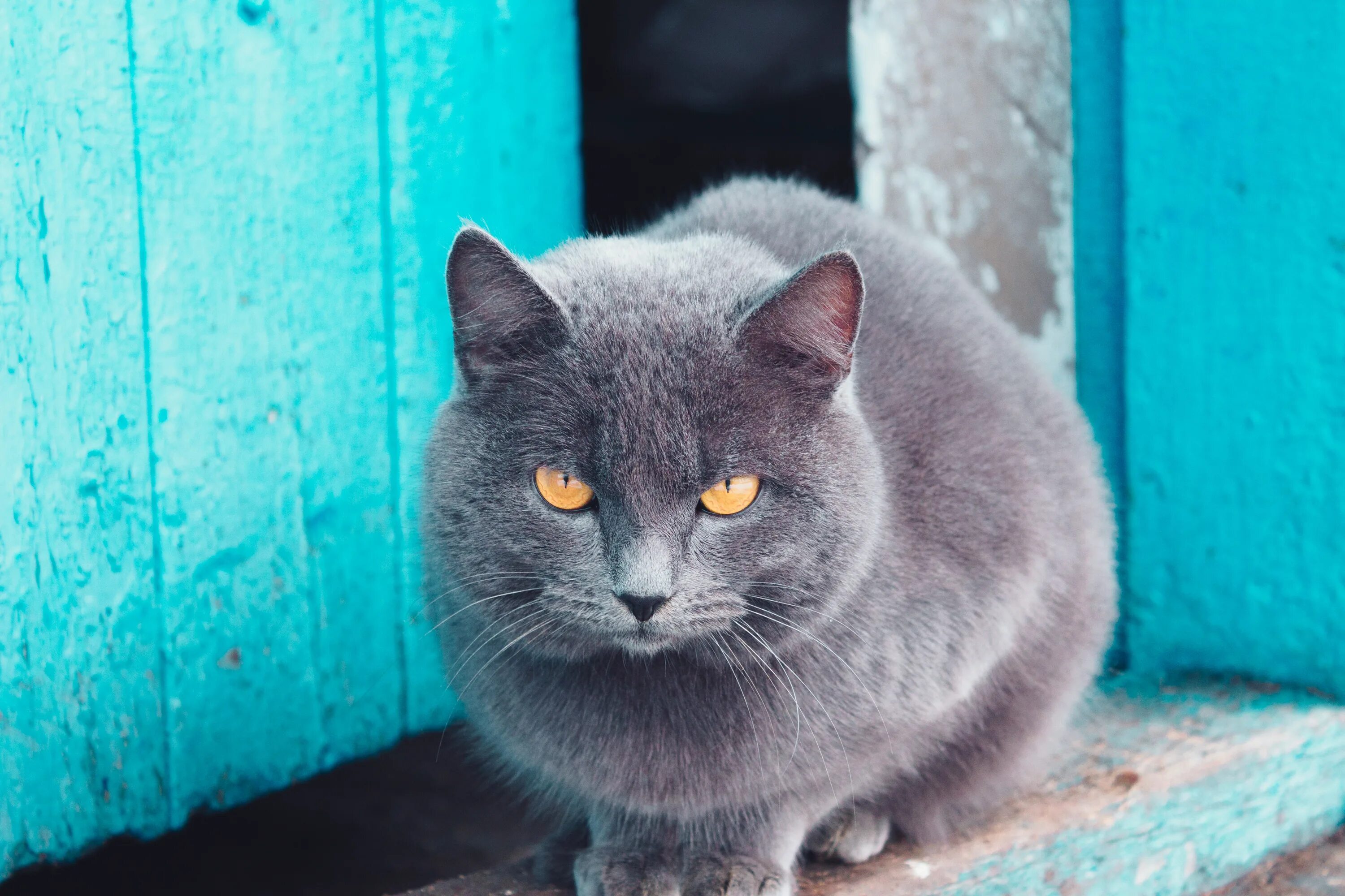 Сибирский голубая кошка короткошерстная. Корат порода кошек. Европейская голубая короткошерстная кошка. Охос азулес длинношерстный. Синий кэт