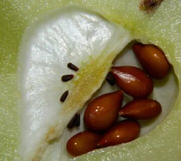 Японские семена