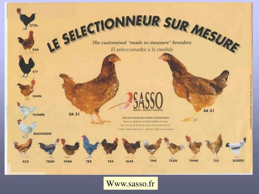 Бройлер испания. Редбро Сассо. Цветной бройлер Сассо (Франция). Цветной бройлер Sasso XL 551. Цветной бройлер Сассо грей.