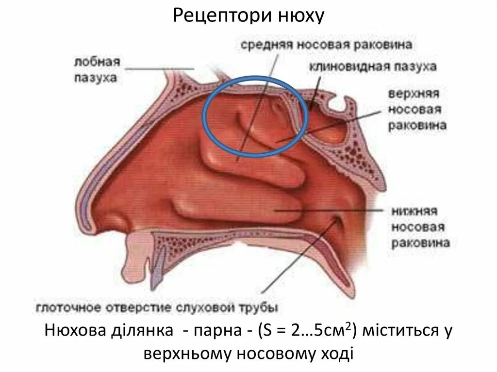 Полость носа анатомия строение. Средняя носовая раковина анатомия. Строение носовых раковин анатомия. Нос и полость носа анатомия. Отверстие носоглотки