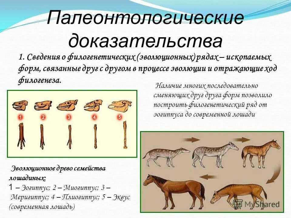Докажите что форма и строение тела