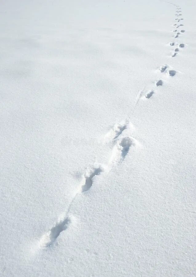 Видны заячьи следы. Следы зайца на снегу. Заячьи следы. Следы зайца. Следы зайца зимой.