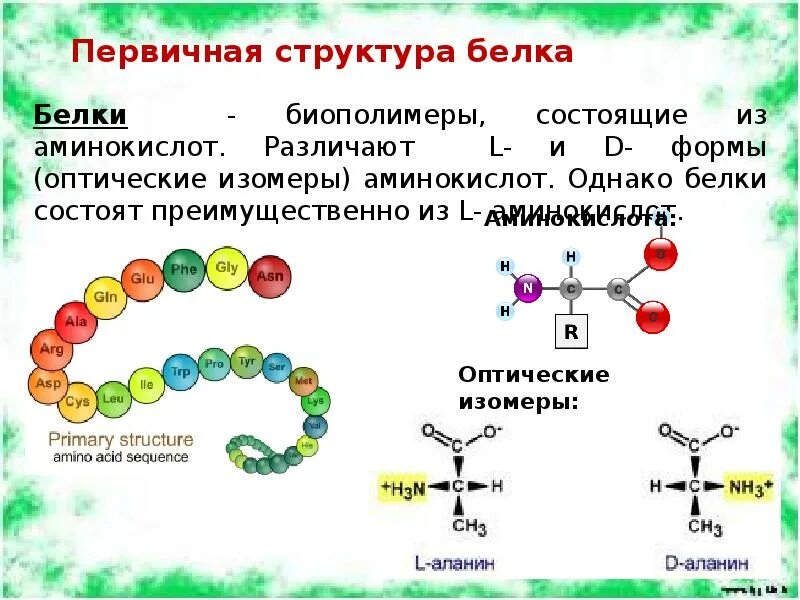 Пример первичного белка. Строение первичной структуры белка. Примеры белков первичной структуры. Белок первичной структуры пример. Первичная структура.