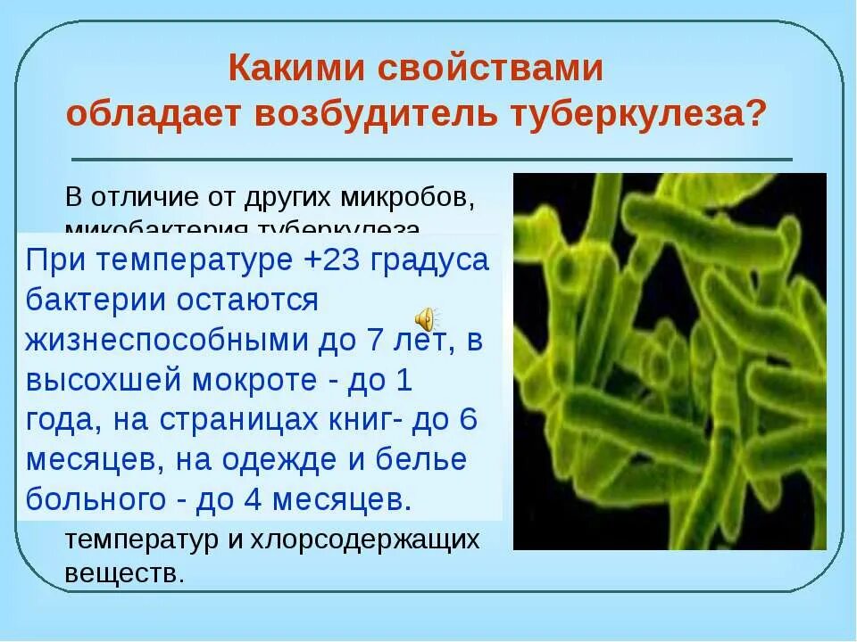 Возбудитель туберкулеза. Бактерии вызывающие туберкулез. Бациллы возбудители туберкулёза. Микроорганизмы вызывающие туберкулез.