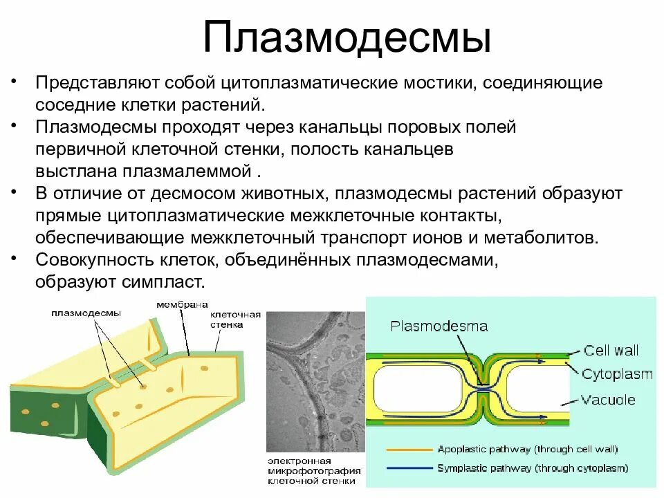 Проницаемость клеточной стенки