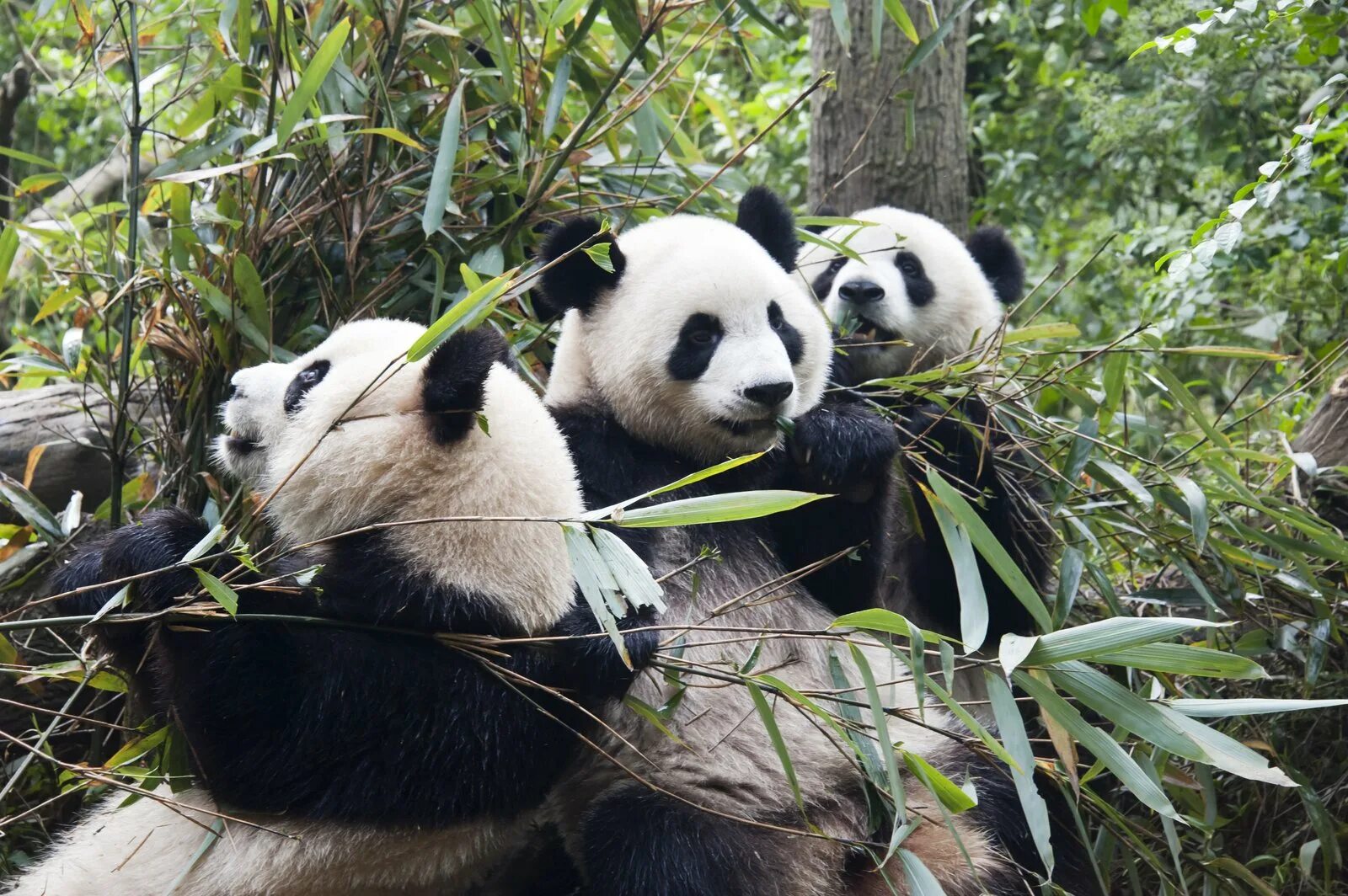 Pandas animals