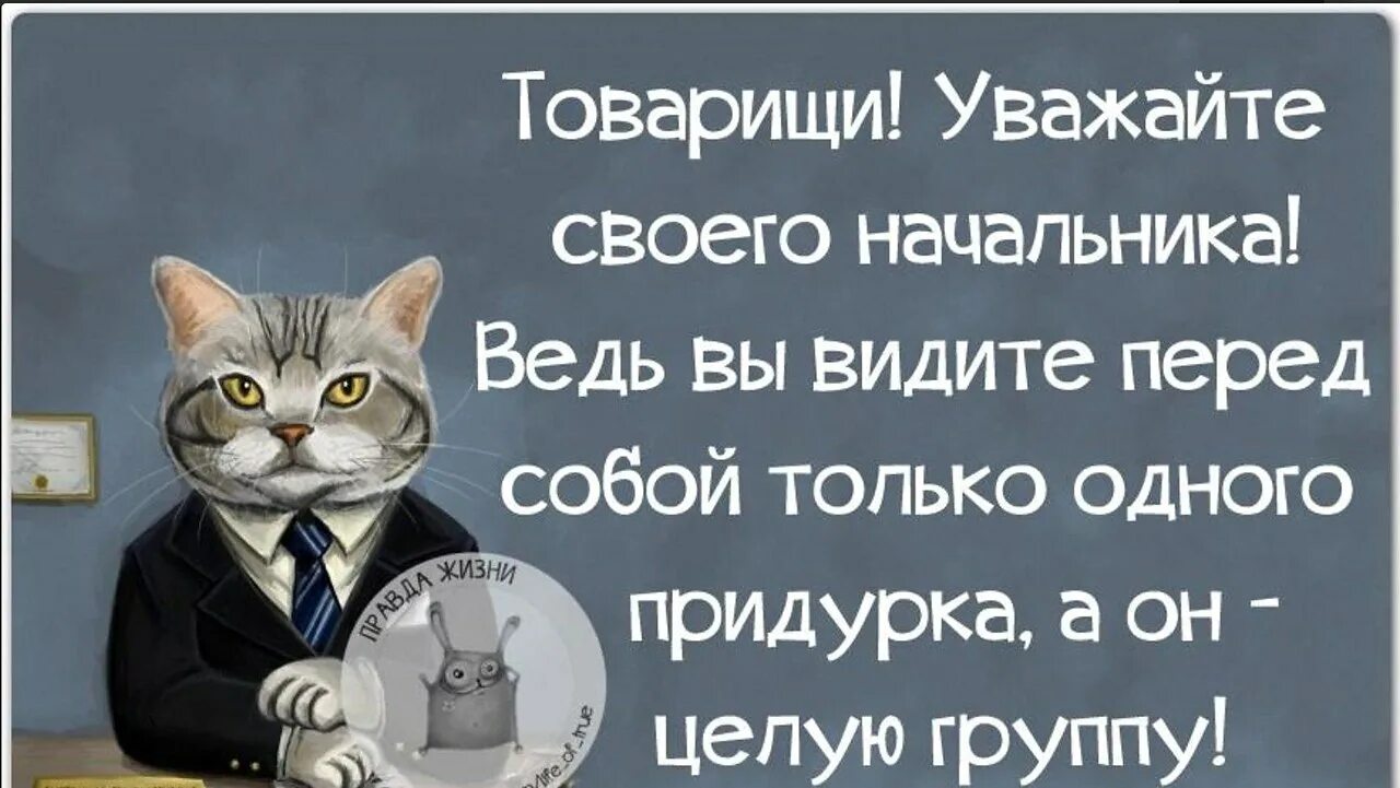 Цитаты про начал ников. Цитаты про начальника. Высказывания про начальство. Товарищи уважайте своего начальника.