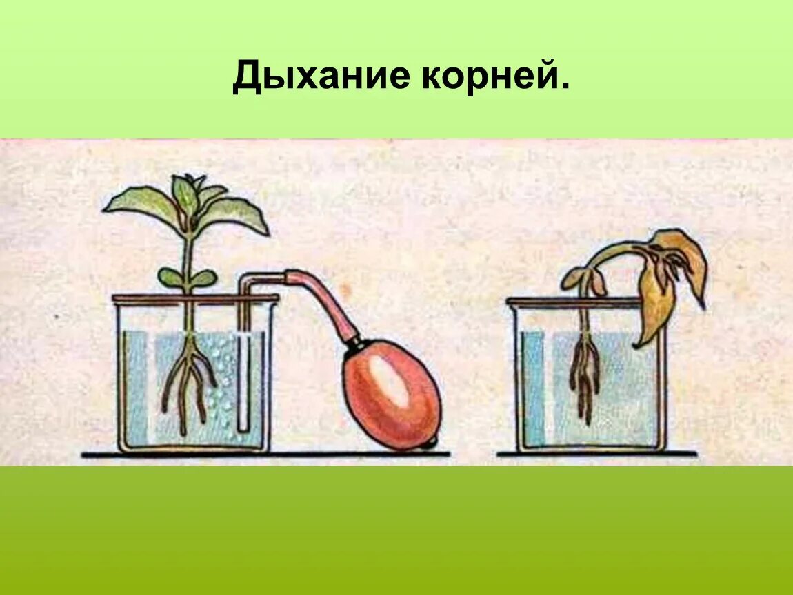 3 как усилить доступ воздуха к корням. Дыхание растений 6 класс биология опыт. Опыты с растениями. Опыт показывающий дыхание растений.