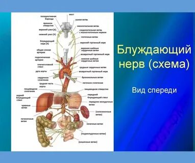 Блуждающий нерв относится к отделу нервной системы