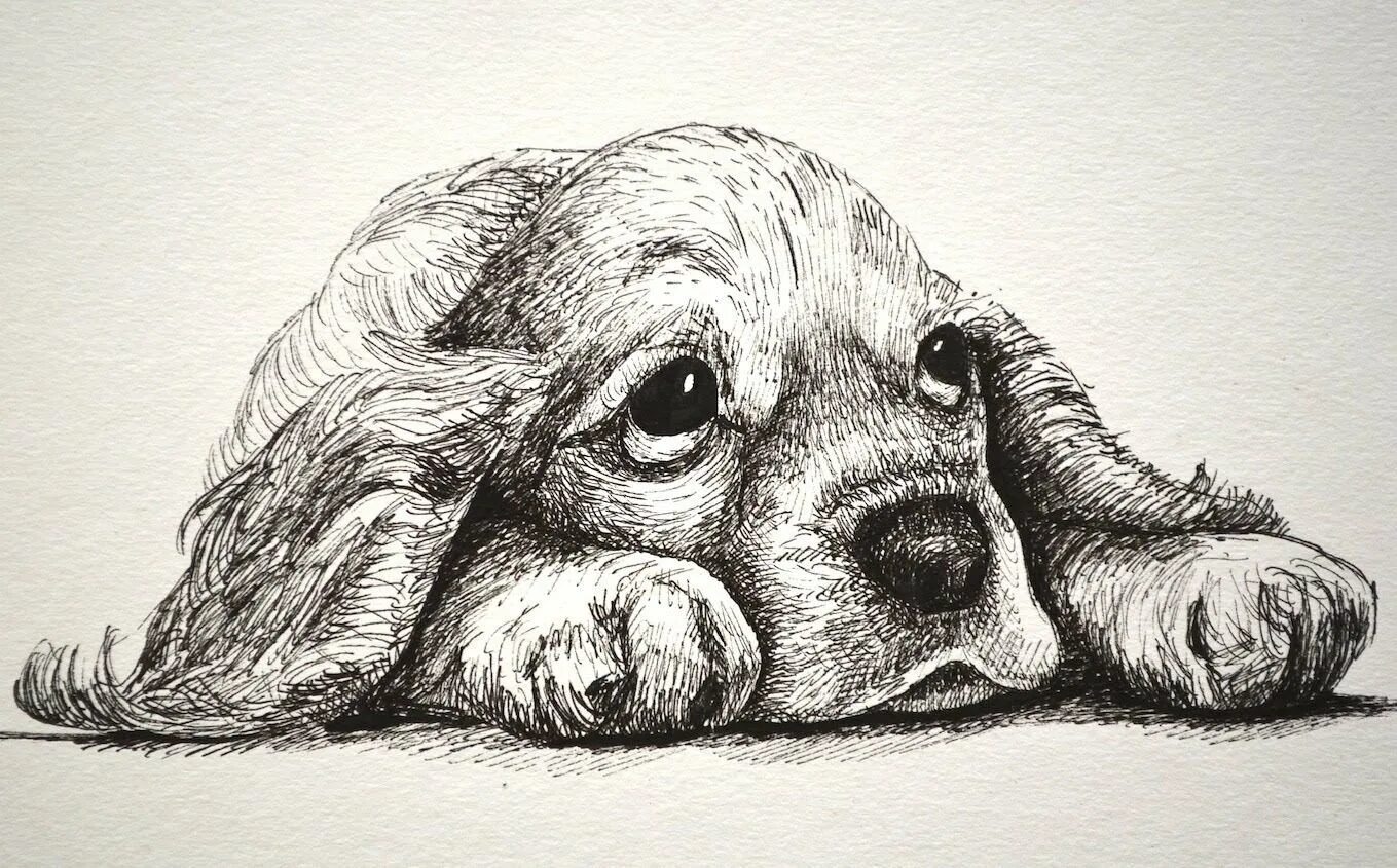 Собака рисунок. Щенок рисунок. Животные карандашом. Собака рисунок карандашом. Рисунок собаки графика