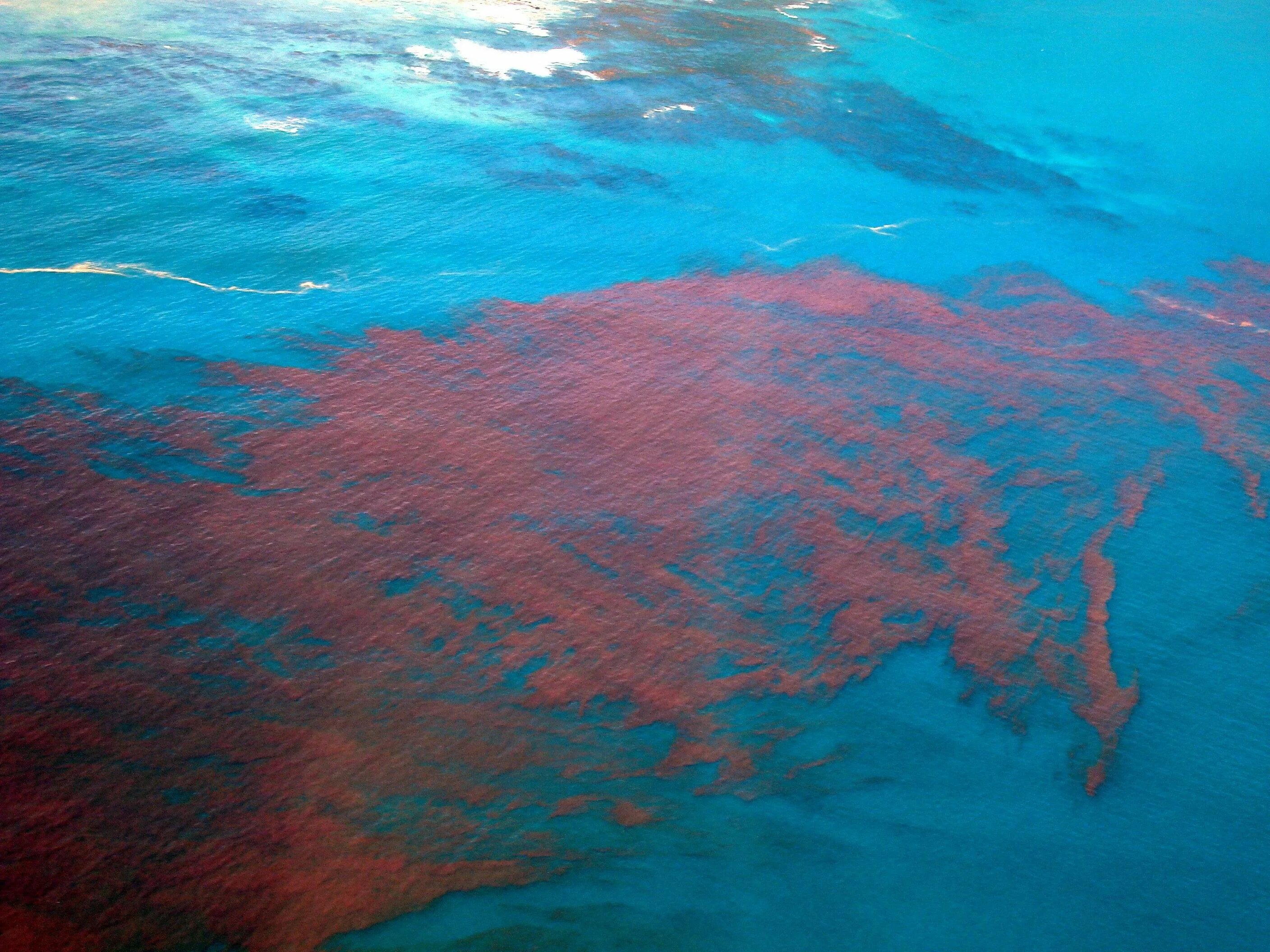 Почему водоросли красные. Красное море цветение водорослей. Красный прилив водоросли. Красное море в период цветения водорослей. Динофлагелляты красный прилив.