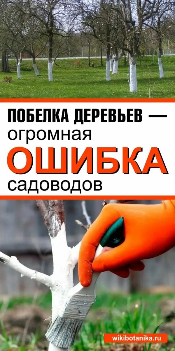 Зачем белят деревья. Зачем белят стволы деревьев. Как правильно белить деревья. Зачем белить деревья весной. Нужно ли белить деревья