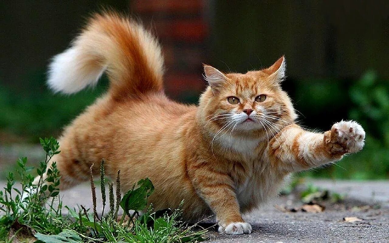 Мяуканье кошек и котят - звуки кошек Звуки кошки и котят - смотреть видео онлайн