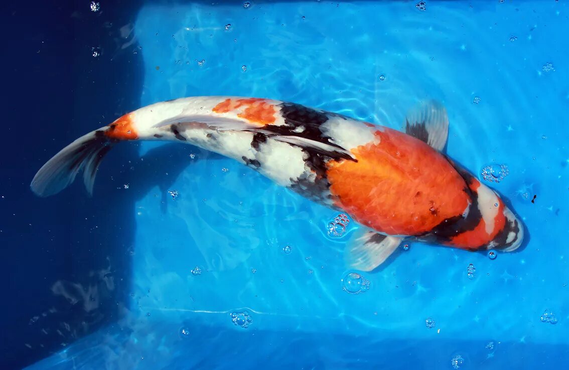 парчовый карп. китайский карп кои. терри гилески. кои сверху. карп кои бенигои.