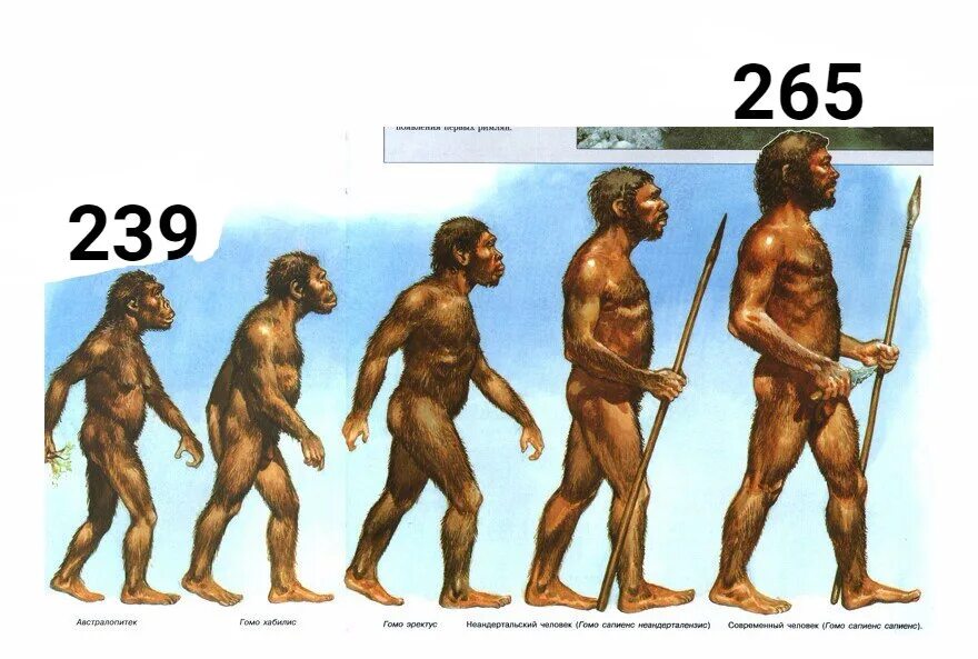 Где по мнению ученых появились первые люди. Человек разумный homo sapiens. Гомосапиенс человек разумный. Эволюция человека человек прямоходящий. Первобытный человек хомо сапиенс.