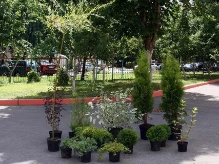 Питомник минское шоссе