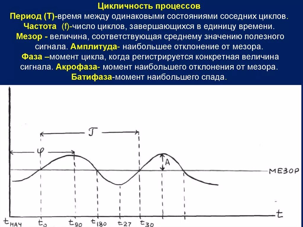 Цикличность процессов. Основные параметры биоритмов. Основные параметры ритма. Параметры биологического ритма.