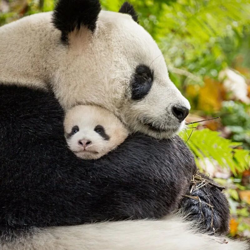 Панда с детёнышем. Панды с малышом. Панда обнимашки. Большая Панда с детенышем. Обнять панду