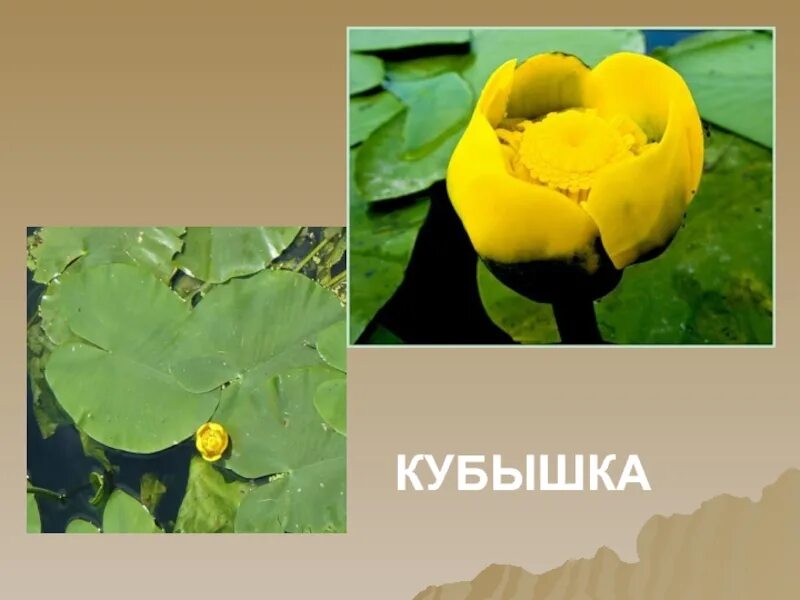 Как работает кубышка. Кубышка малая красная книга. кубышка малая строение. кубышка малая проект. кубышка жёлтая.