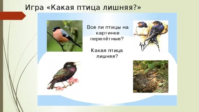 Какая птица лишняя. Четвертый лишний перелетные птицы. Перелетные птицы для детей дошкольного возраста. Четвертый лишний животные птицы. Карточки с изображением домашние птицы.