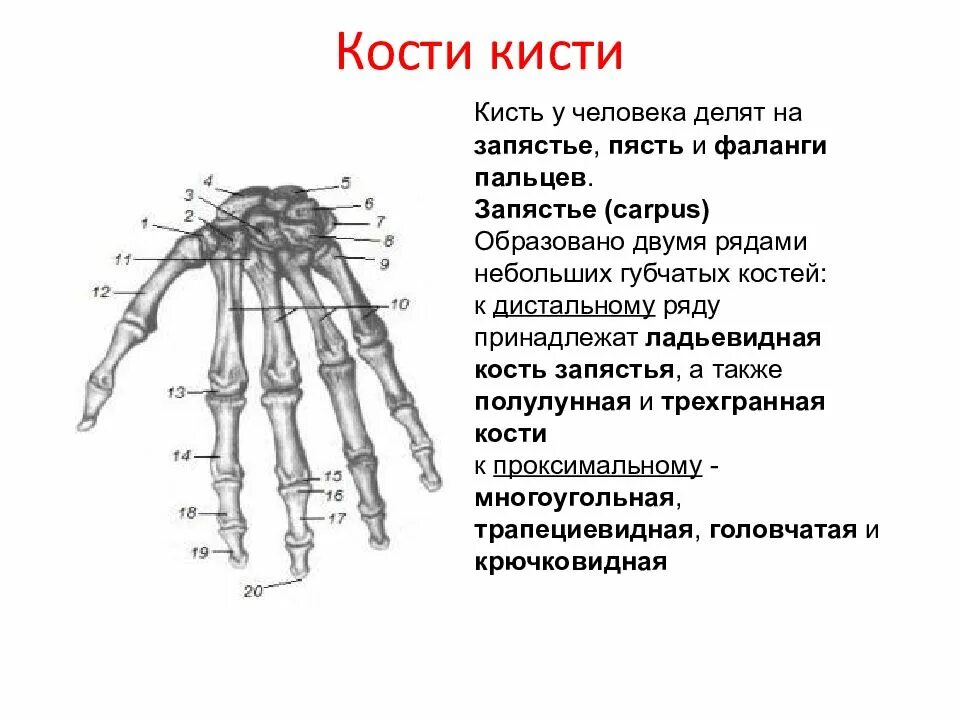 Кости кисти лучезапястный сустав анатомия. Кисть строение анатомия костей. Кисть анатомия гороховидная кость. Кости запястья анатомия проксимальный ряд. Ряд костей запястья