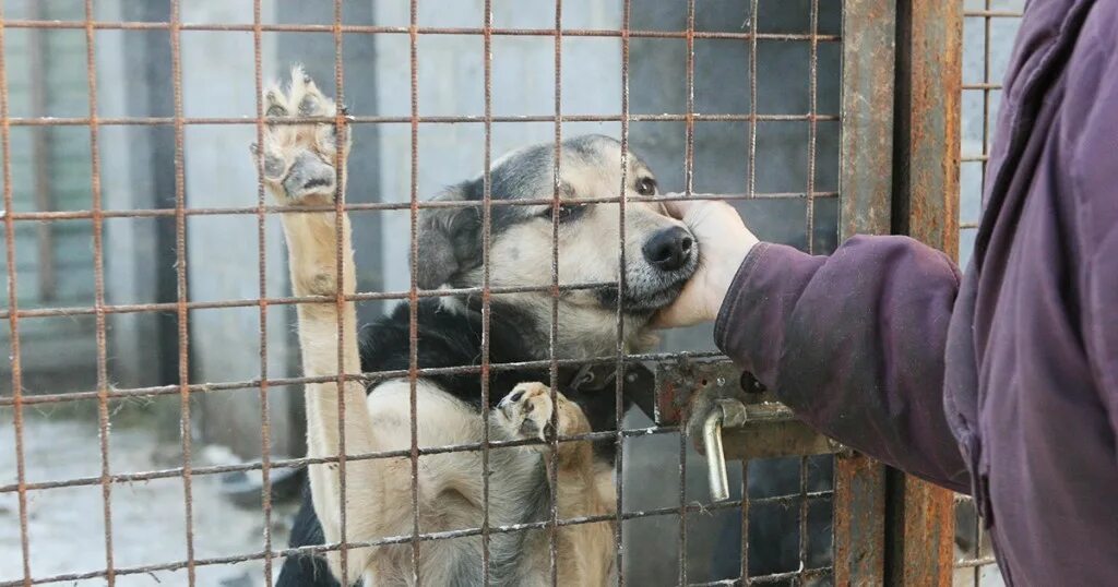 приют для собак маша и медведь