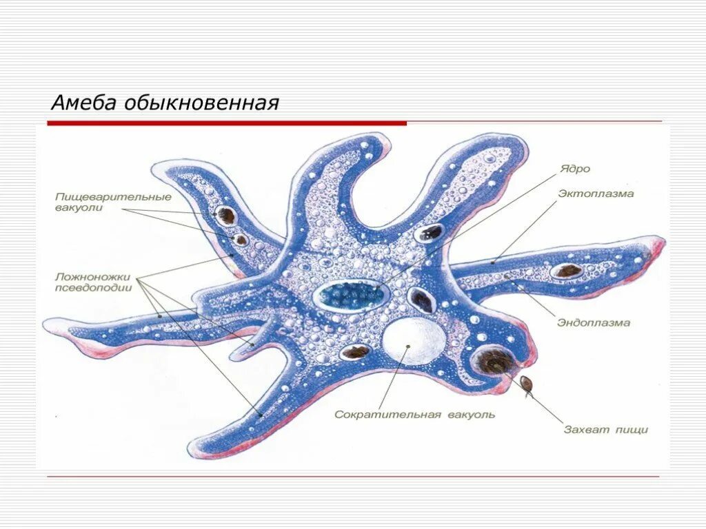 Амёба обыкновенная 7 класс биология. Строение амебы 7 класс биология. Строение амебы Протей 7 класс. Биология 7 класс амеба обыкновенная строение. Амеба систематика