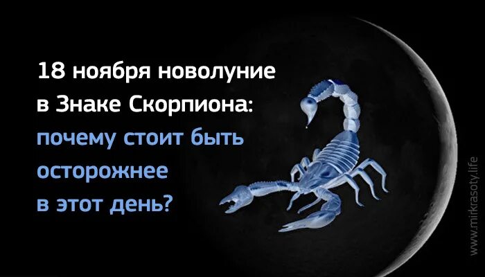 Хочу скорпиона мужчину. Высказывания про скорпионов. 18 Ноября Скорпион. Бойтесь скорпиона. Скорпион цитаты.