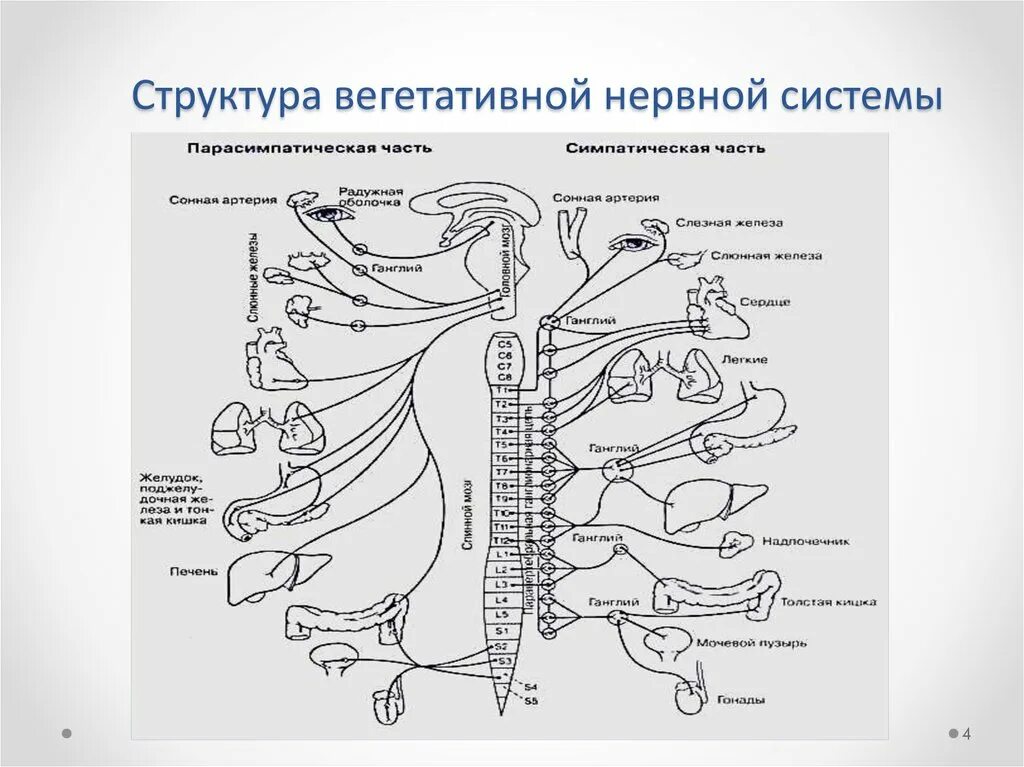 Вегетативные нужны для. Строение симпатического отдела вегетативной нервной системы схема. Вегетативная автономная нервная система строение и функции. Вегетативная нервная система. План строения, функции.. Структурная организация симпатической нервной системы.