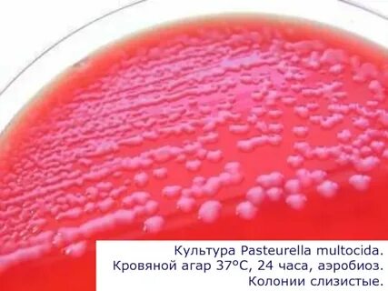 Пастерелла