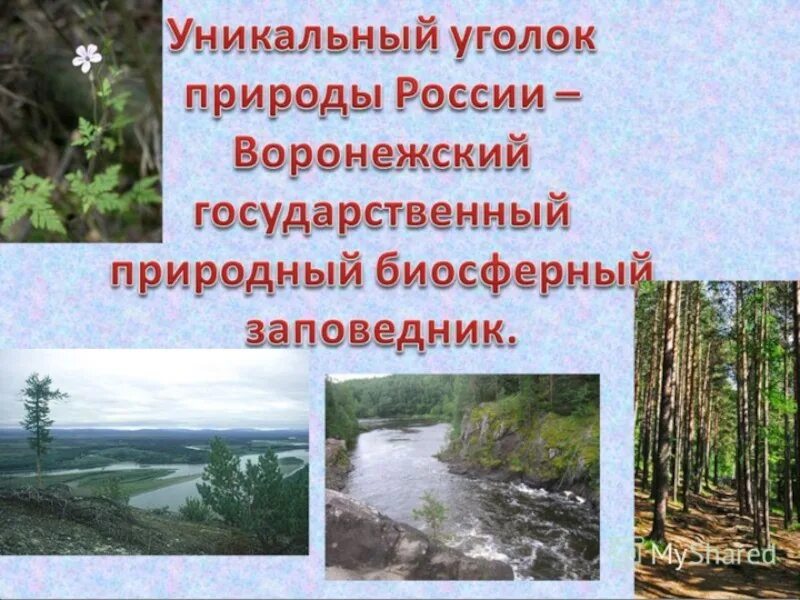 Сообщение о заповеднике. Природа воронежского заповедника. Вопросы про заповедники. Сообщение о заповедниках и национальных парках. Создать заповедник 4 класс.