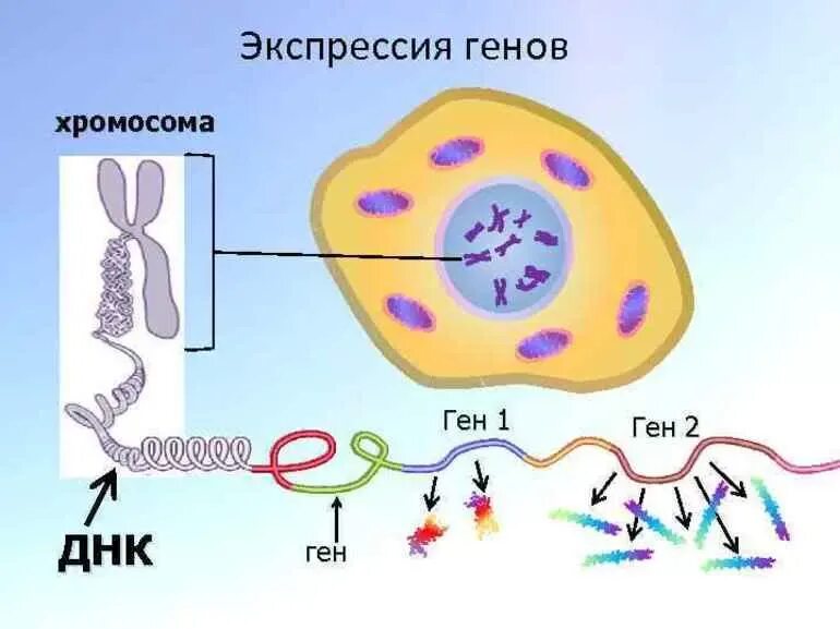 10 5 клеток днк. Гены и хромосомы. Экспрессия генов у людей. Геном клетки.