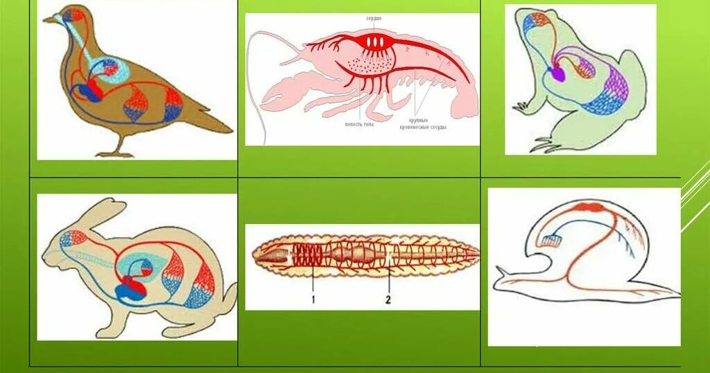 Кровеносная система хордовых животных. Эволюция кровеносной системы хордовых животных. Эволюция систем органов кровеносная система. Эволюция систем органов животных кровеносная. Сердце беспозвоночных