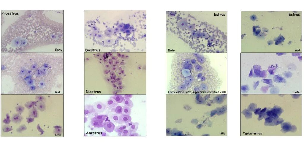 Реактивные изменения в цитологическом. Цитология влагалищных мазков. Цитологический атлас шейки матки. Мазок на овуляцию у собак под микроскопом.