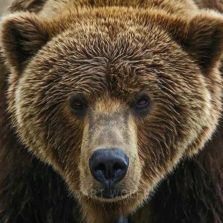 National Geographic on Instagram: "photo by @joelsartore A Syrian brown #bear at